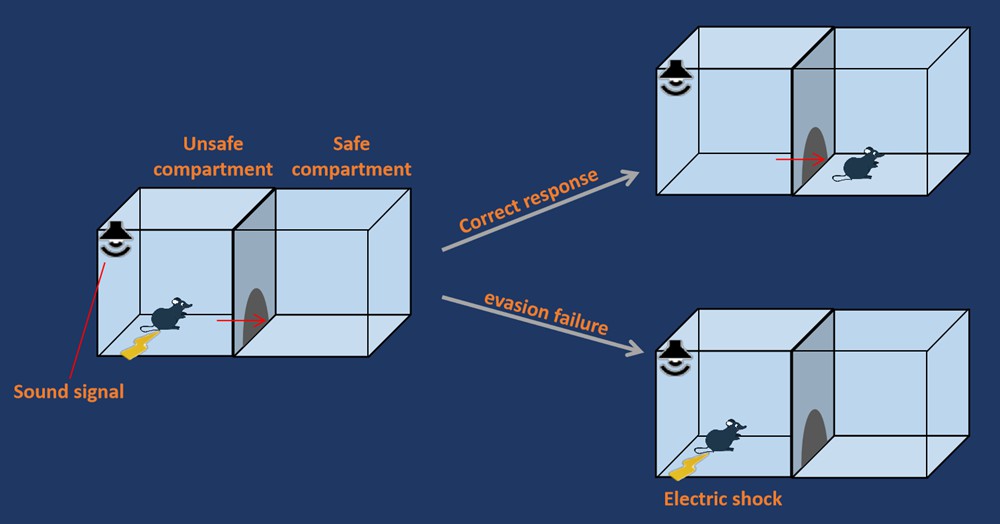 Fig. 2 Schematic diagram of the learned helplessness test - Our company.