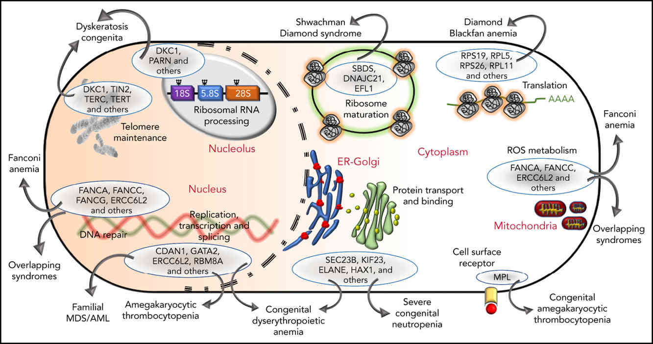 Types and pathogenic genes of inherited bone marrow failure syndromes (BMFS).