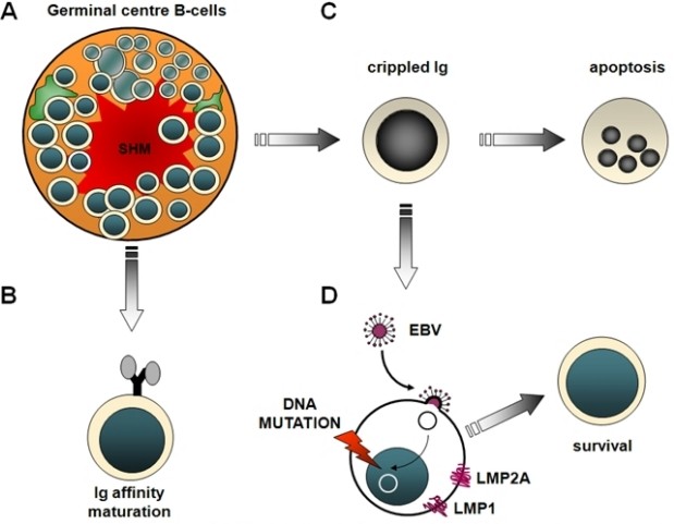 Pathogenetic model of post-transplant lymphoproliferative disorders (LPDs).