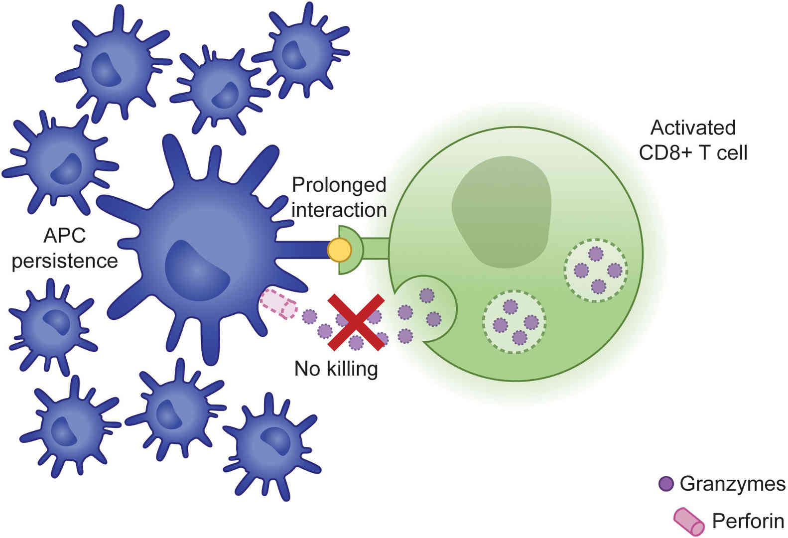 Immune activation in familial hemophagocytic lymphohistiocytosis.