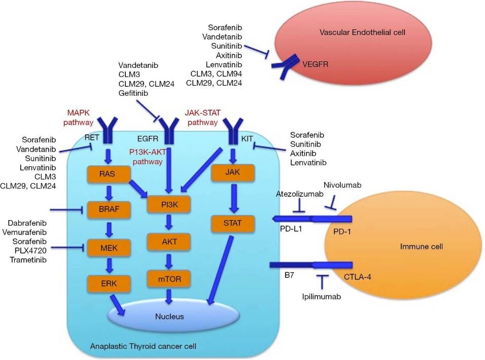 Pathways and related targets of anaplastic thyroid cancer research.