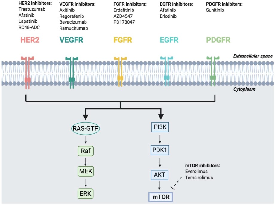 Potentially mutations and pathways in urothelial carcinoma (UC).