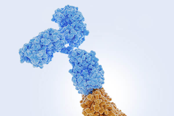 Therapeutic Antibody