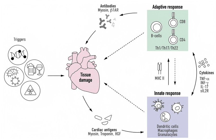 Pathogenesis, diagnosis, and therapy for dilated cardiomyopathy.
