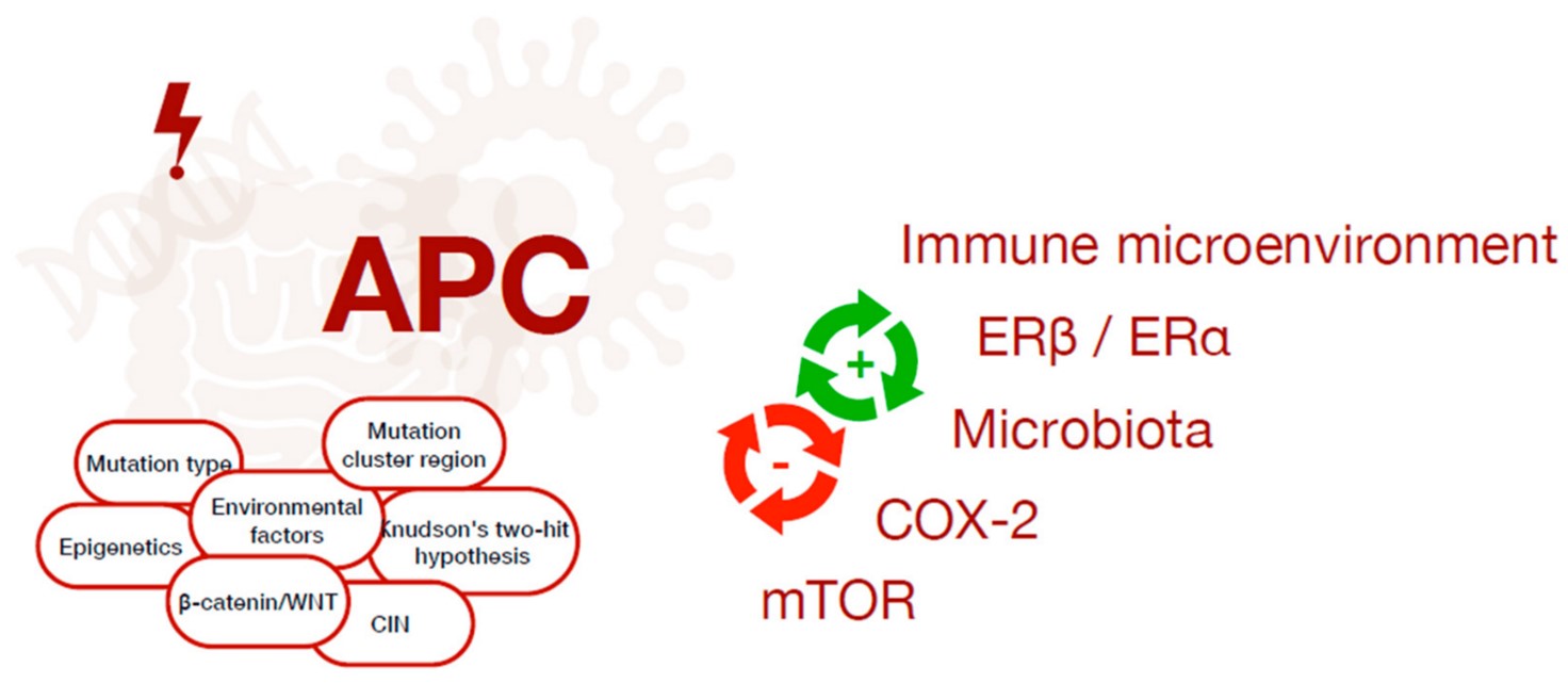 The complex interplay between several factors contributing to cancer onset in FAP individuals. 