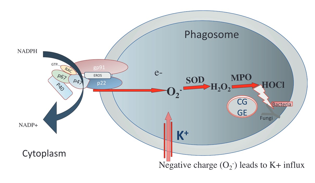 The role of NADPH complex.