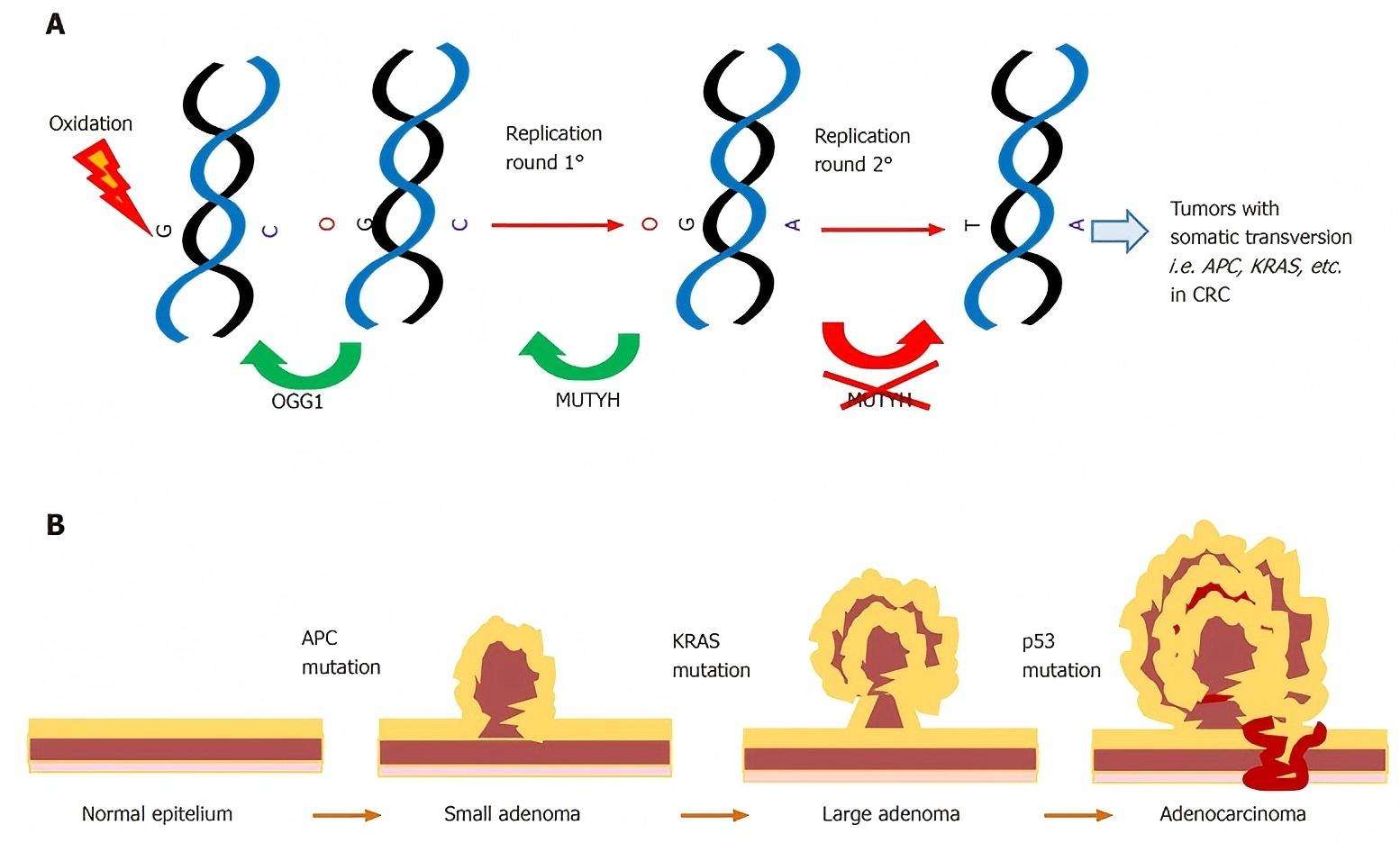 The role of MUTYH gene in cancer.