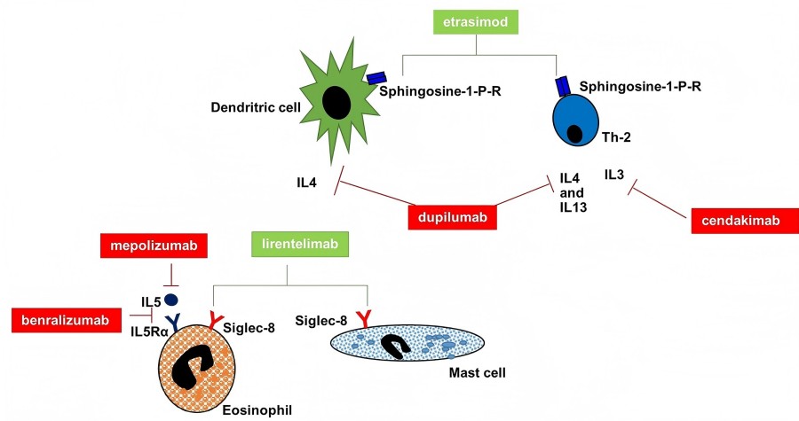 Primary molecular targets of monoclonal antibodies in EGID.