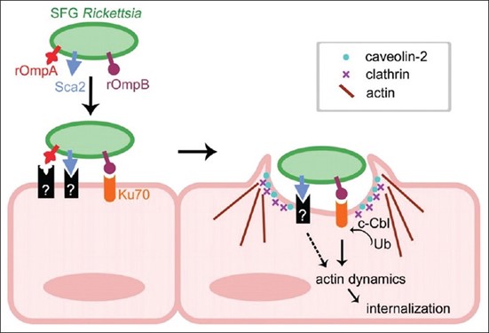 Rickettsial proteins that aid in internalization and pathogenesis.