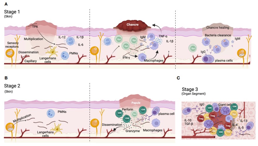 Immune response to TPA infection.