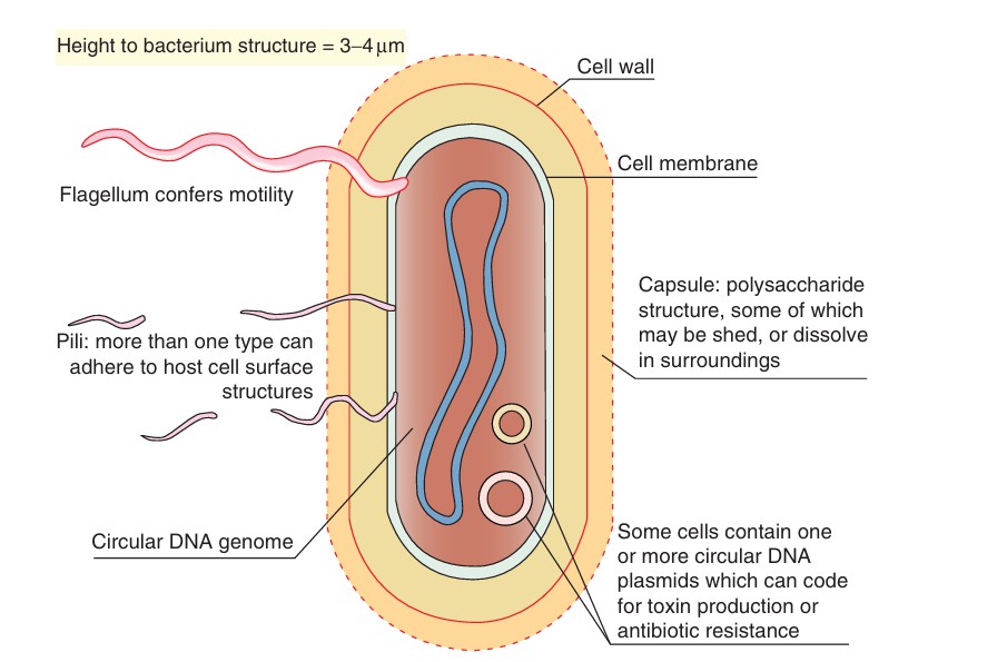 Techniques in current used for the diagnosis of bacterial infections.