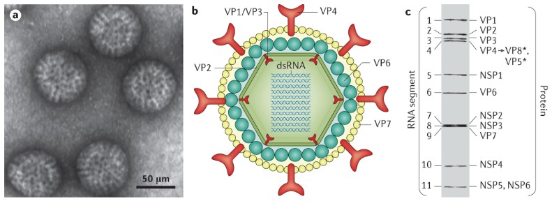 Rotavirus structure.