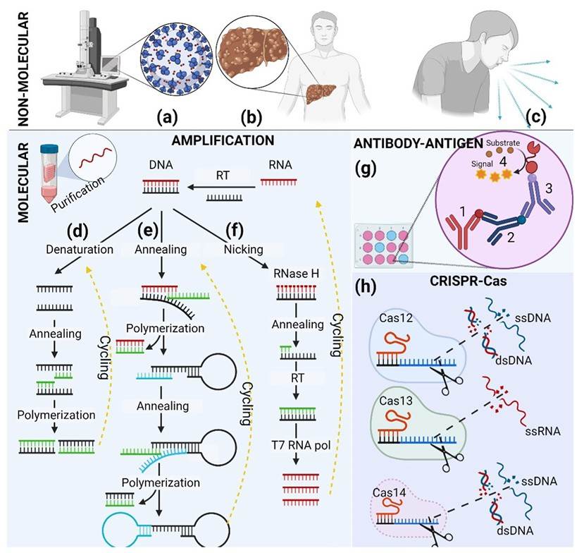 Molecular and non-molecular detection methods.