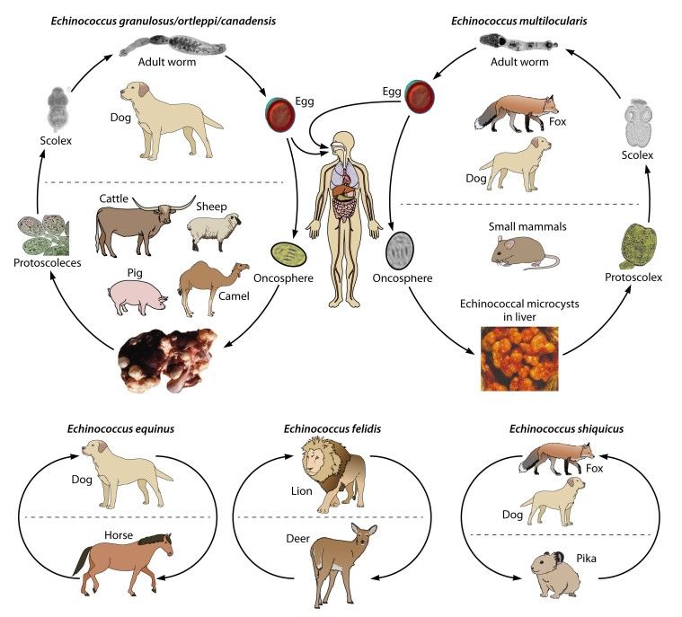 Echinococcus spp. life cycles.