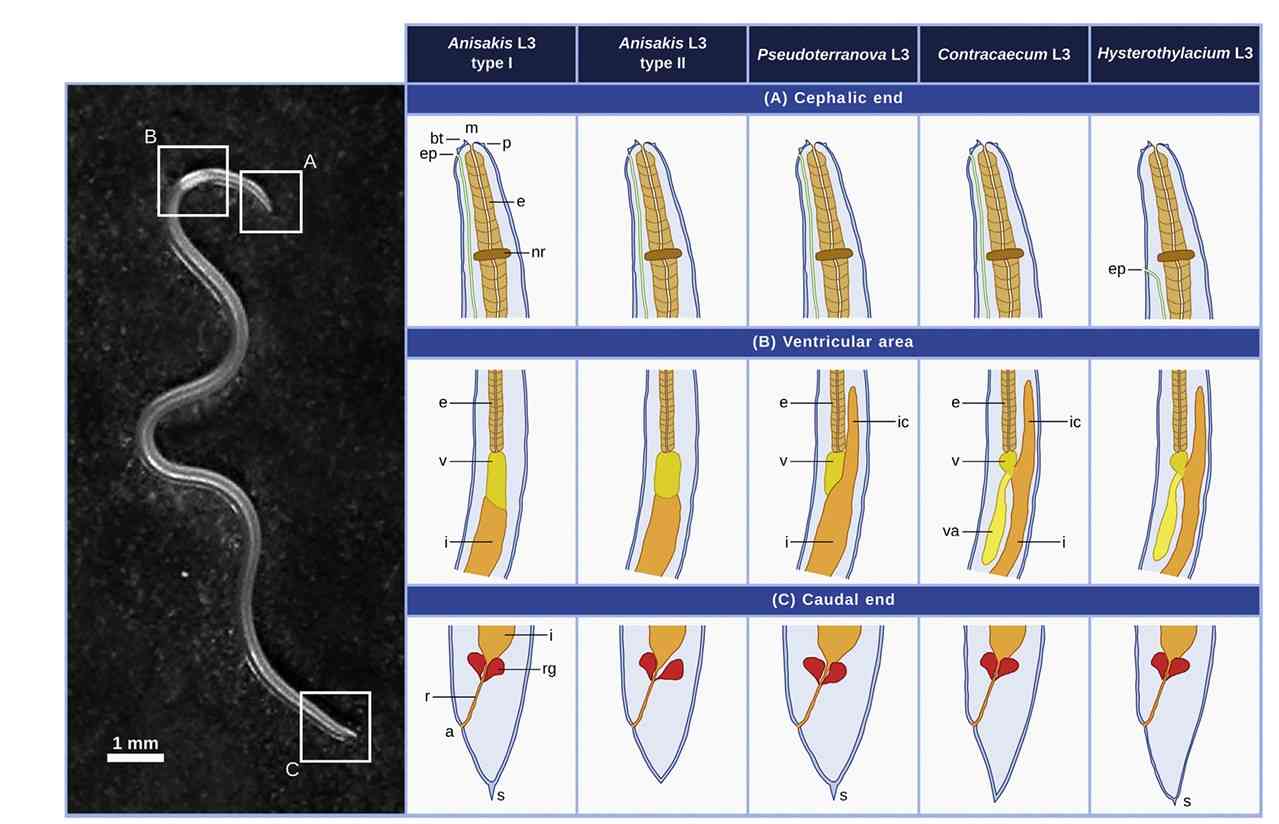 Third-stage nematode larvae in fish that can cause anisakidosis.
