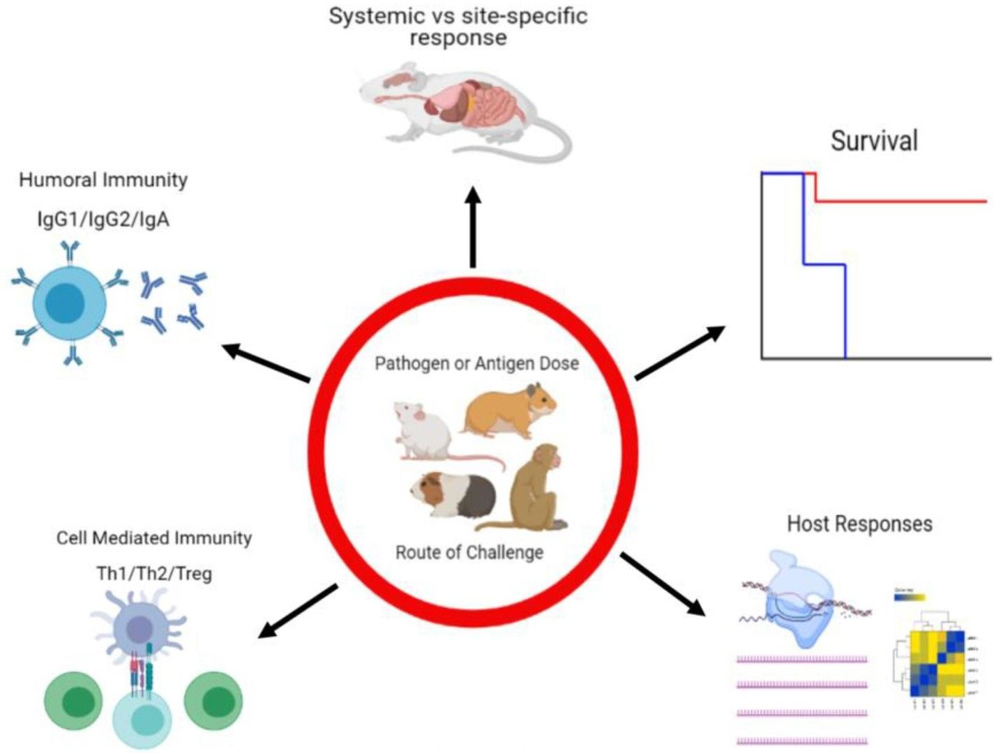 Hemorrhagic fever virus infection models.