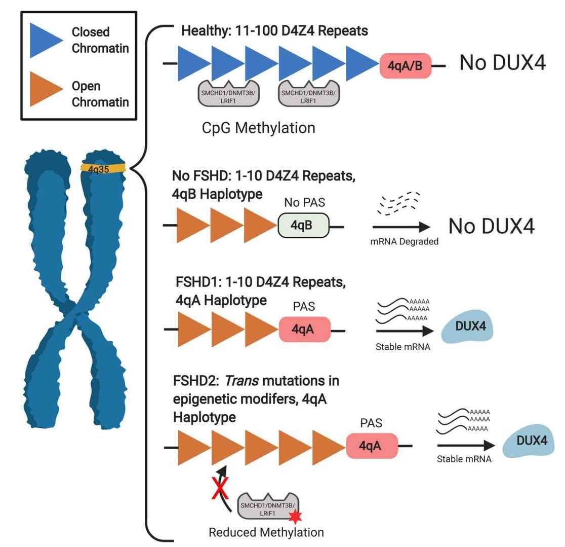 FSHD is associated with a macrosatellite array consisting of tandem D4Z4 repeats.