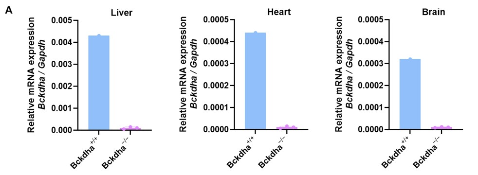 Expression levels of Bckdha mRNA and BCKDHA protein in liver, heart, and brain of Bckdha⁻/⁻ mice compared with wild-type mice.