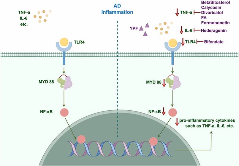NLRP3/caspase-1 correlated intervention after MI.
