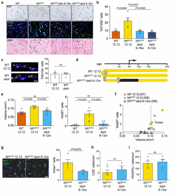 Retinal activity during a susceptible period is required for the initiation of Nf1-OPG.