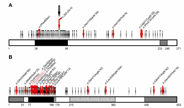 Schematic diagram of PITX2 (A) and FOXC1 (B) proteins.