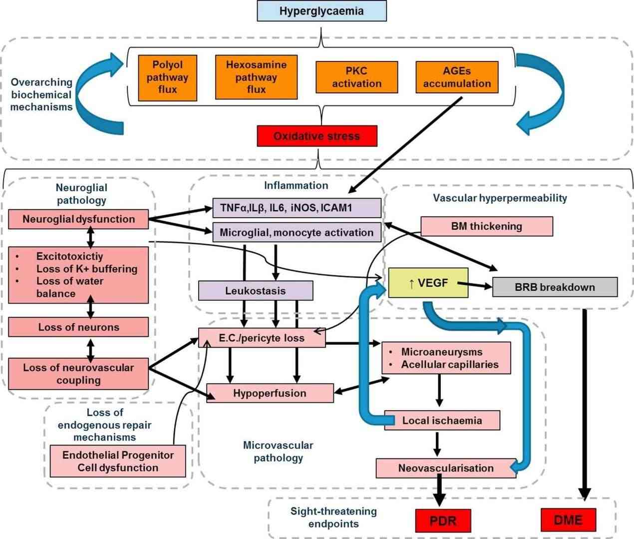 Schematic overview of pathogenic mechanisms leading to the sight-threatening endpoints of DR.