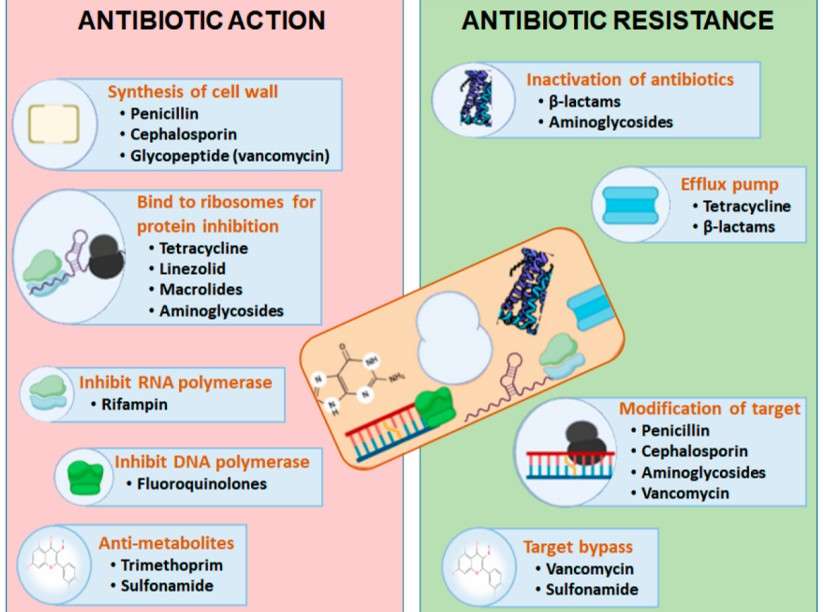 Distinguishing between antibiotic action and antibiotic resistance.