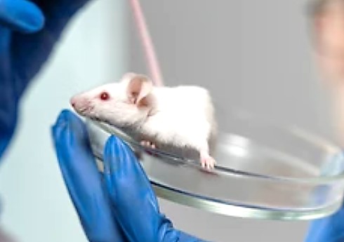 Animal models of Alport syndrome.