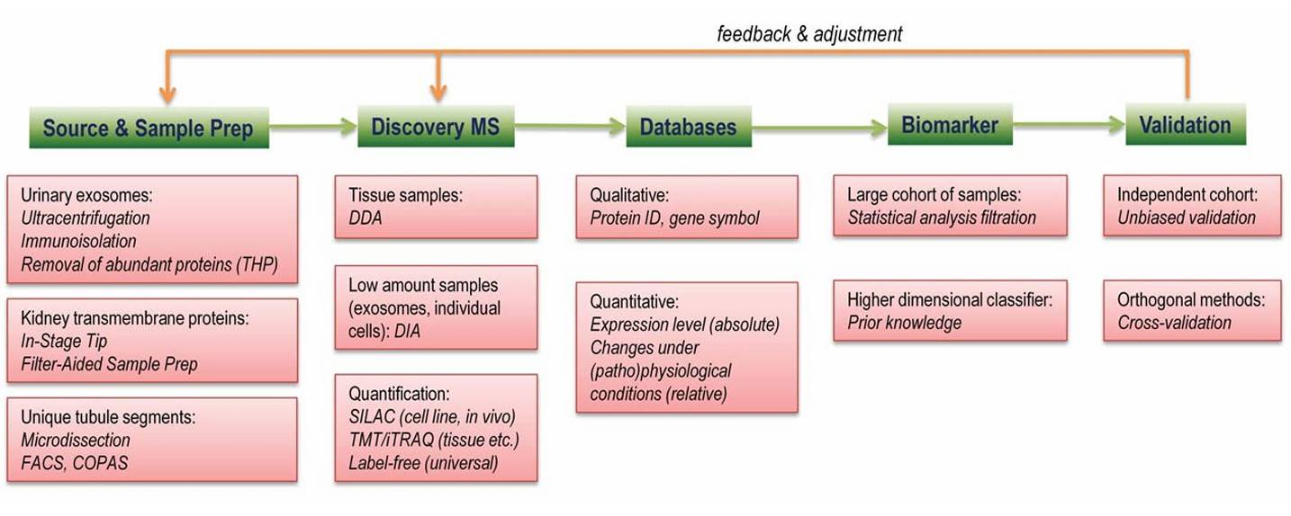 Workflow in kidney disease proteomic biomarker discovery research.