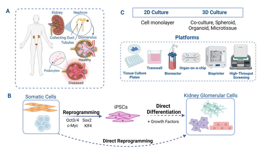 Process of creating kidney cell-based models using reprogramming, differentiation, and various culture platforms.