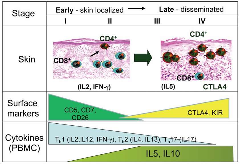 Cytokine expression and cellular alterations observed in the early and late stages of SS. 