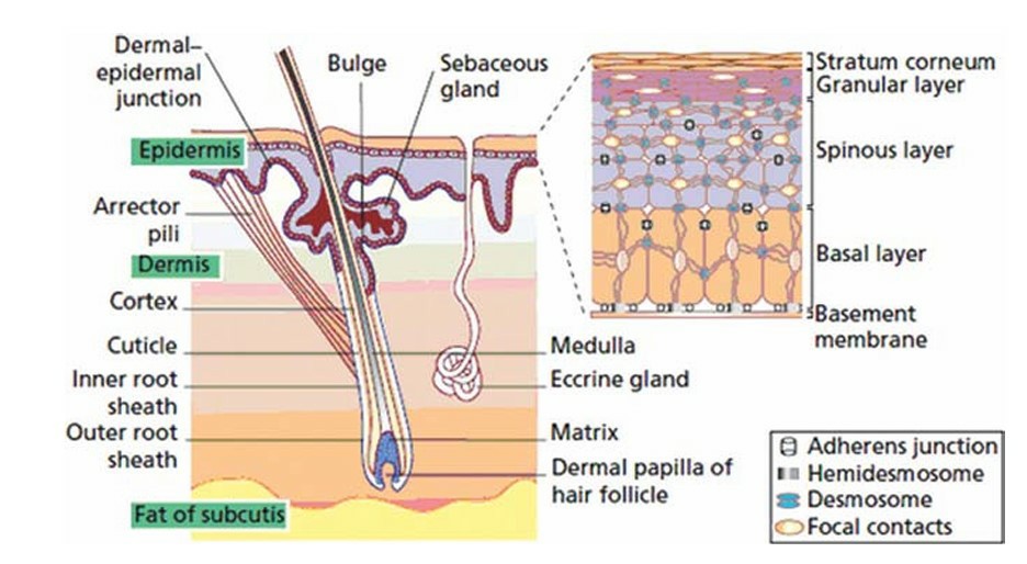 Target sites on skin for peptide therapeutics.