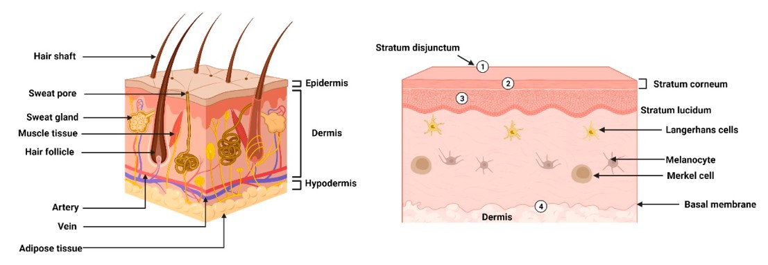 Morphology and physical barriers in skin.