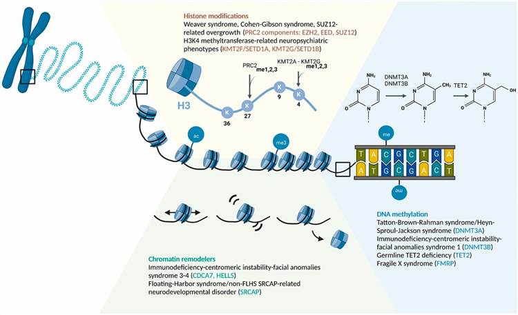 Epigenome Analysis Service-1