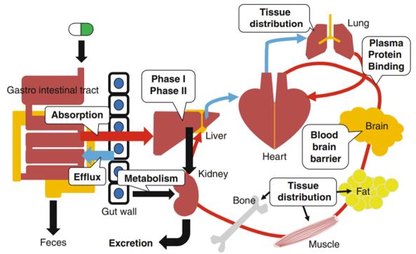 1-3-3-1-2 In-Vitro Metabolism Studies-2