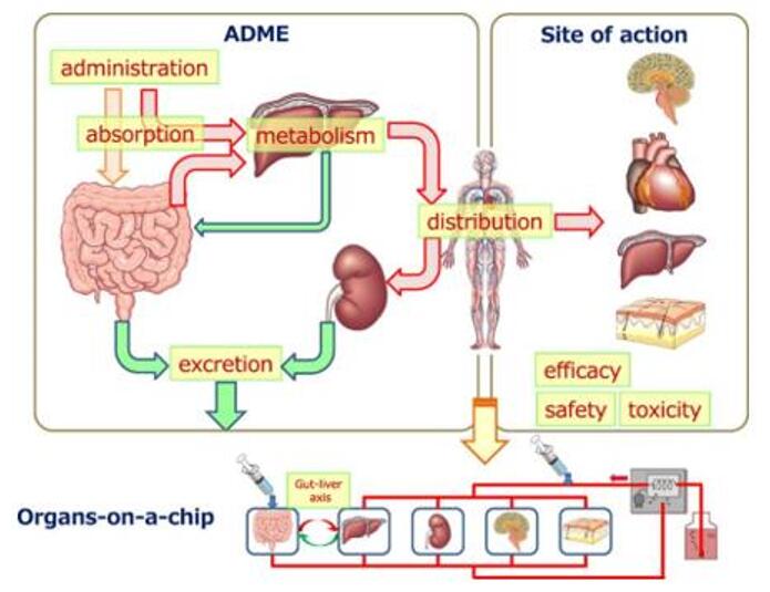 In Vitro ADME Services-1