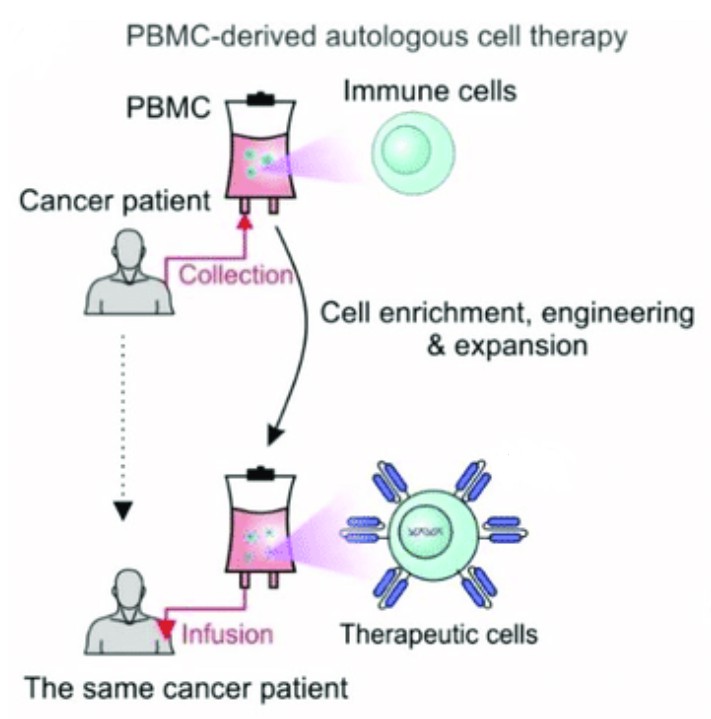 BMC-derived autologous cell therapy