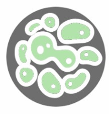 iPSC-Derived organoids services schematic.