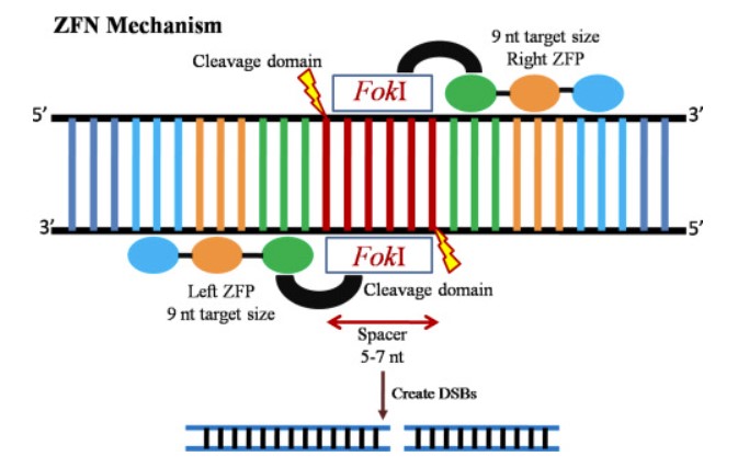 ZFN-based Therapy Development Platform-1