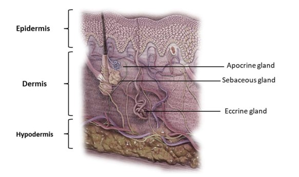 The integumentary system.