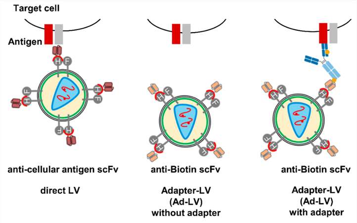 Fig. 1 Fusion of a biotin-specific scFv, which binds only tagged adaptor molecules, to H protein to generate flexible targeted lentiviral vectors.