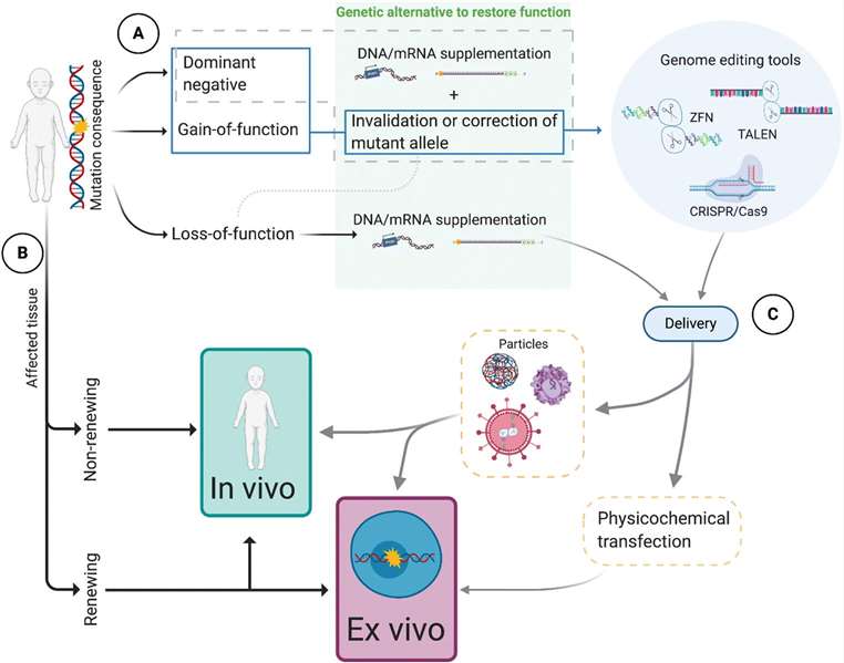 Fig. 1 Flow chart model of biological and technical variables describing gene therapy strategies.