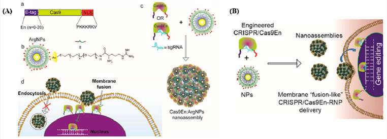 Fig. 1 Cas9/sgRNA delivery using AuNPs and gene editing.