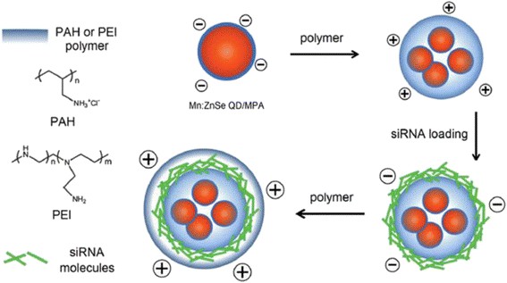 Fig. 1 Schematic illustration of preparation steps of the Mn:ZnSe QD-based siRNA carriers.