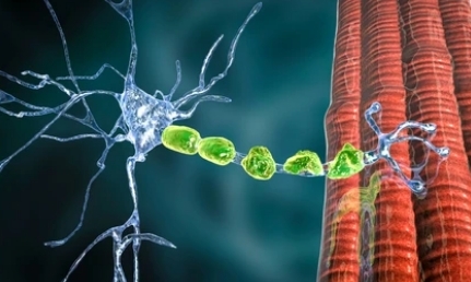 Animal Models for Metabolic Rare Diseases