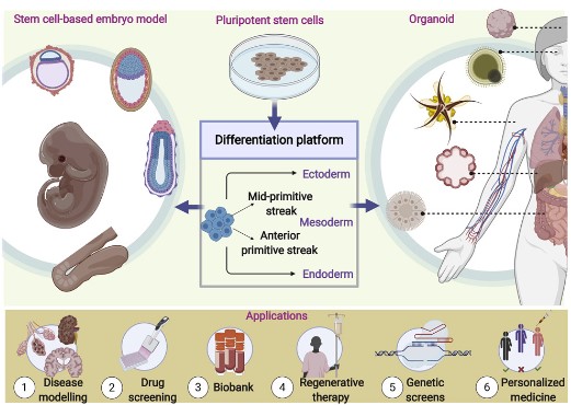 1-3-2 Organoid Models Development Service-1